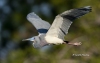 Tricolored Heron 06