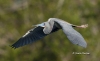 Tricolored Heron 07