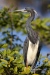 Tricolored Heron 08