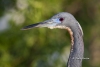 Tricolored Heron 09