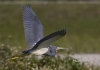 Tricolored Heron 10