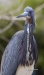 Tricolored Heron 11