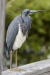 Tricolored Heron 12