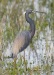 Tricolored Heron 13