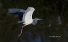 Tricolored Heron 14