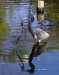 Tricolored Heron 15