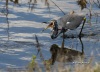 Tricolored Heron 16