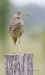 Upland Sandpiper 01