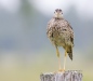 Upland Sandpiper 02