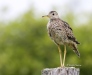 Upland Sandpiper 03