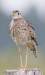 Upland Sandpiper 04