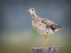 Upland Sandpiper 05