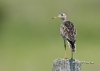 Upland Sandpiper 06