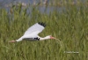 White Ibis 01