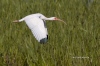 White Ibis 02