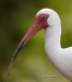 White Ibis 03