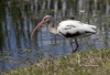 White Ibis 04