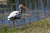 White Ibis 05