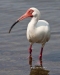 White Ibis 07