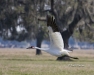 Whooping Crane 02