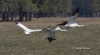 Whooping Crane 03