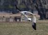 Whooping Crane 04