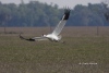 Whooping Crane 05