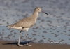 Willet 03