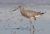 Willet 04