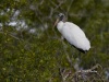 Wood Stork 01