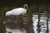 Wood Stork 02