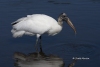 Wood Stork 03