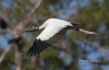 Wood Stork 04