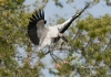 Wood Stork 05