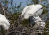 Wood Stork 06