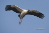 Wood Stork 07