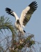 Wood Stork 08