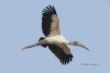 Wood Stork 09
