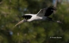 Wood Stork 10