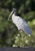 Wood Stork 11