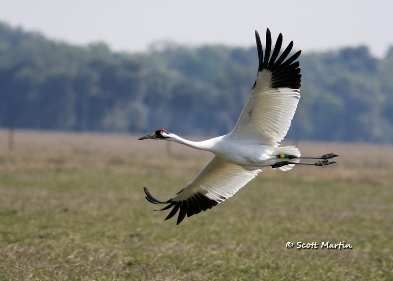 Whooping Cranes & Snail Kites – Rare Florida Birds
