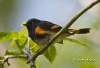 American Redstart 01