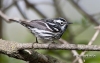 Black & White Warbler 01