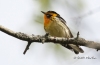 Blackburnian Warbler 01