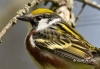 Chestnut Sided Warbler 01