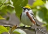 Chestnut Sided Warbler 02