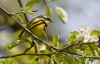 Magnolia Warbler 01