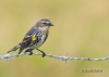 Yellow Rumped Warbler 09