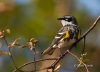 Yellow Rumped Warbler 05