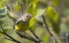 Nashville Warbler 01